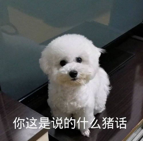 表情包实在学不下去了打算把自己埋了