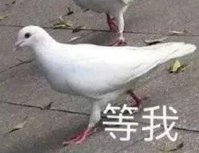 人类三大本质这里占了俩鸽子,真香