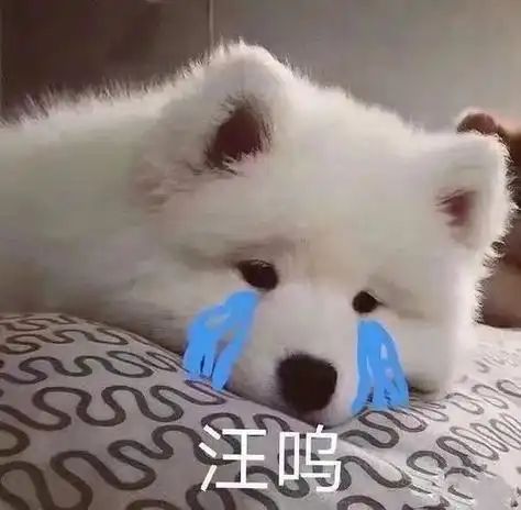 萨摩耶的背锅日常长得高也是罪耶耶不懂耶