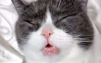 猫咪搞笑睡觉表情