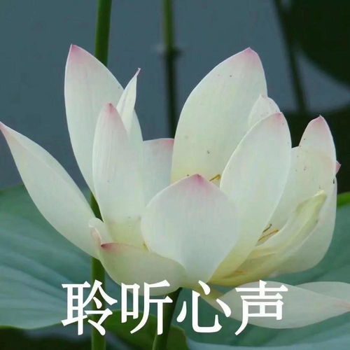 佛了莲花僧人表情包