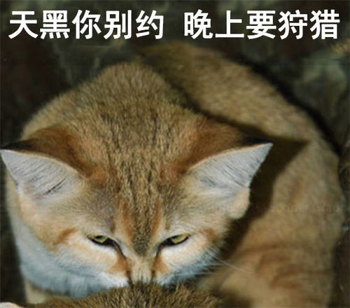 渣猫爱不爱表情包猫咪与渣女表情包真是绝配啊