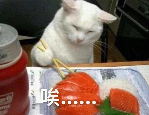 今日份表情包