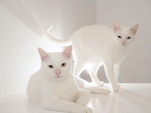猫咪也会察言观色它们会根据你的面部表情看出你的心情吗