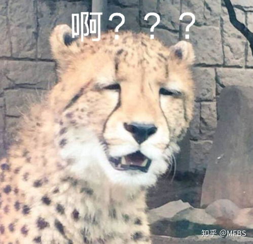 龙女士表情包什么梗海难