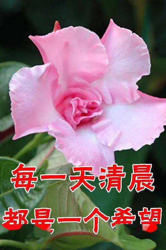 3月3日最漂亮早上好动态表情图片大全,早晨好动图美图大全