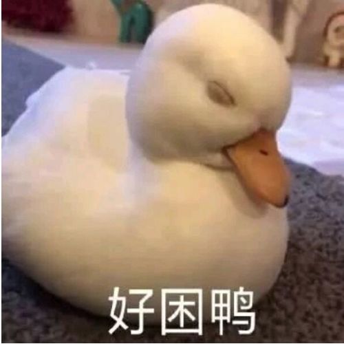 全网最全柯尔鸭避雷指南