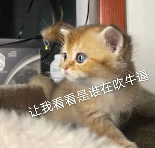 分享一波图片吧,自己家小宝贝的表情包