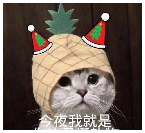 猫咪的圣诞帽,猫什么东西在我头上总有刁民想害朕