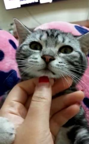 猫咪挠痒痒表情包痒痒