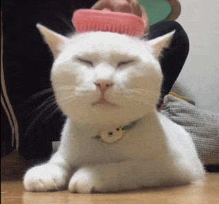 这只猫咪的脸,像不像每天早上不愿起床的你早安打工人