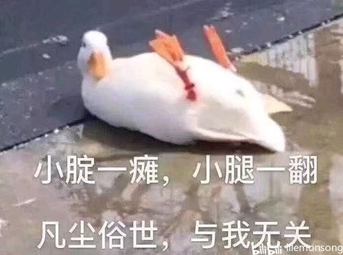 怎么认表情图女人不认输