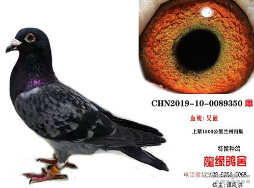 分享图片鸽友圈