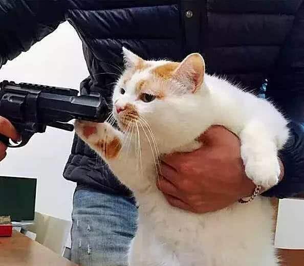 一只有尊严的猫,面对性命威胁都不惧怕