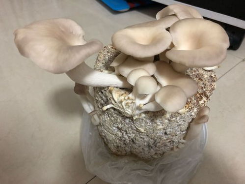 种花有啥稀奇的,种蘑菇啊,自己种自己吃,谁还去菜市场买蘑菇啊