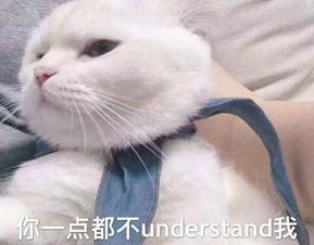 最近很火的表情包猫汉语言文学