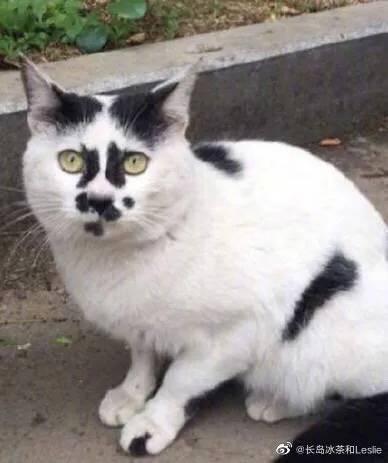 奶牛猫丑到自带表情包2020第一批丑猫出炉,一般人吸不动