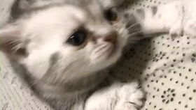 废仓库捕获小奶猫一只,边吃边嘤嘤