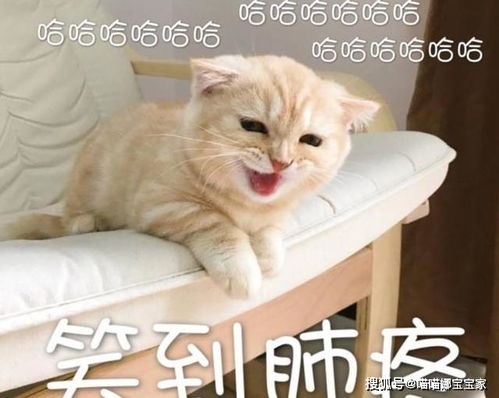 活宝星座,喜欢模仿,总能逗乐一堆人