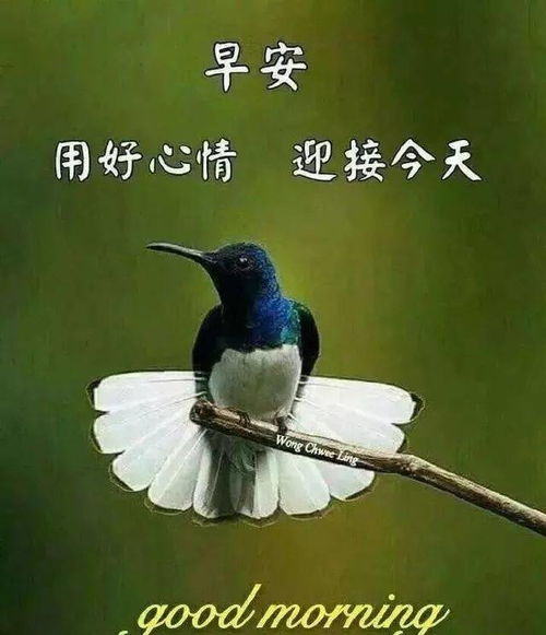 微信清晨早上好动态表情图片,朋友圈必备的漂亮早安祝福图片