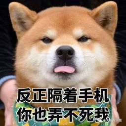 一波喵星人赶来,最新柴犬表情包萌翻你的小心脏