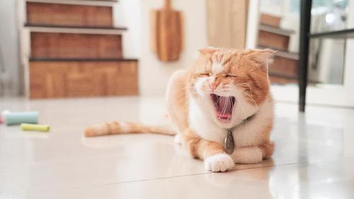 25条关于猫咪的冷知识,养猫多年的你,未必全知道