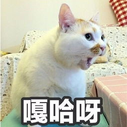 每日一笑,网红猫去世,我们的表情包回喵星球了