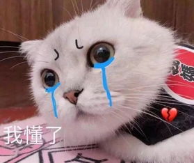 表情包心情压抑猫咪