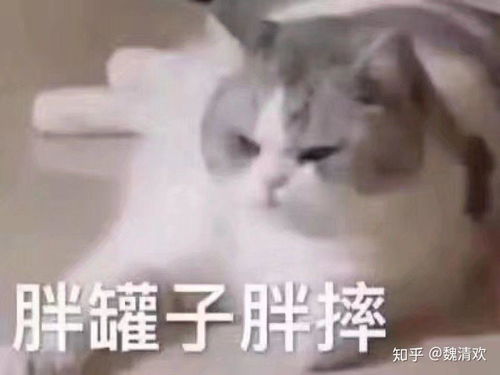 卖萌表情包小程序养猫