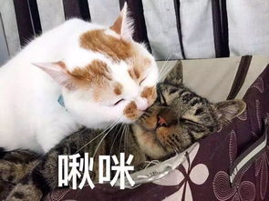 香港性感巅峰49岁上综艺被全网心疼,这一处却仍美过舒淇