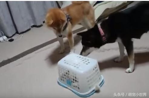 才刚被柴妈叮嘱要看好小孩,柴爸头回一半就看到小柴被篮子扣住