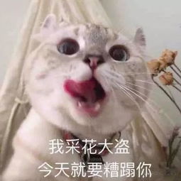 卖了你买糖吃表情包鲨鱼