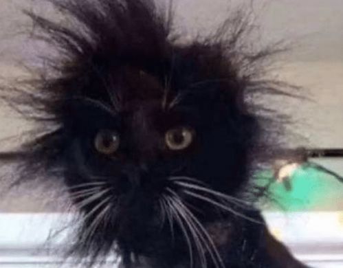 猫咪不听主人的话,非要往插座洞里钻,结果猫咪炸毛了