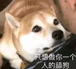 养狗的这些误区,你知道么