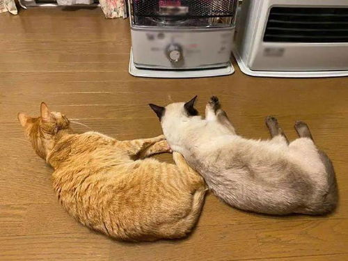 铲屎官将取暖器关掉后,两只猫的表情亮了