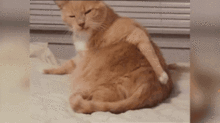 十只橘猫九只胖,橘猫到底有多胖呢