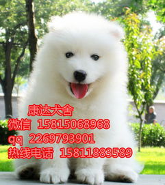 东莞哪里有卖狗东莞萨摩耶犬东莞哪里有卖萨摩耶