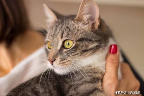 猫咪的面部表情,能反映猫咪的情绪,你接收到了吗