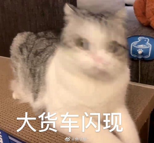 猫咪表情包香香软软的小泡芙专场今天是甜甜的小猫咪鸭