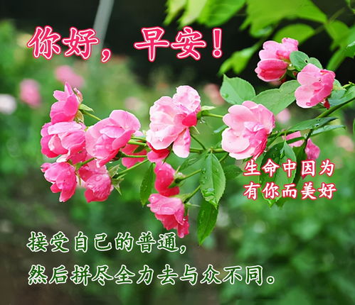 最美早上好的问候语图片大全,新版早上好祝福句子表情