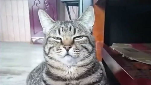 当胖猫被克扣猫粮,反应也是很直接了,脸上表情笑到众人肚子酸