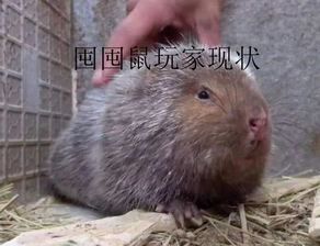 如何评价阴阳师新式神推出速度过快这件事策划变成了华农兄弟