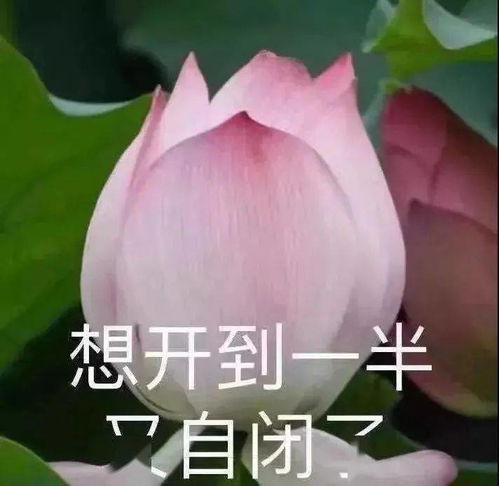 愤怒的表情包图片我自闭了