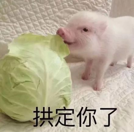 猪猪表情包合集