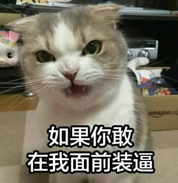 萌猫表情包