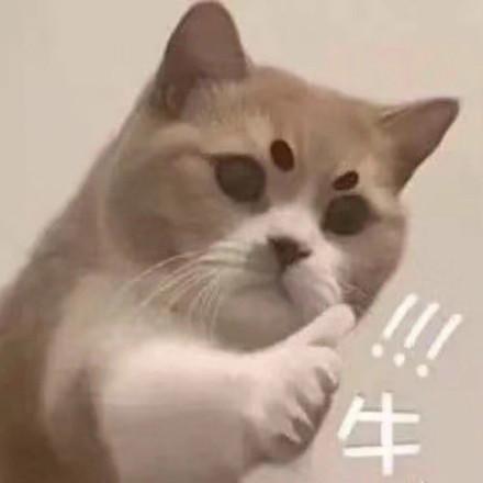 斗图表情包合集你这个卑鄙的美女