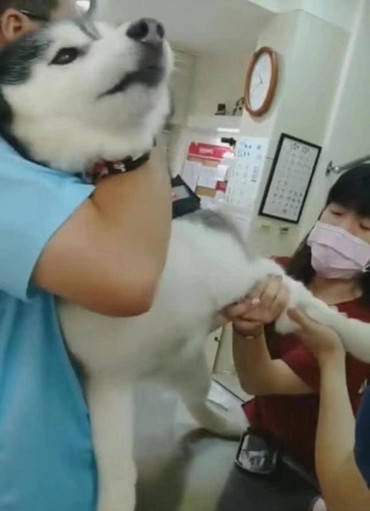 哈士奇靠拆家成名,却输给了打针这件事,挨针后表情笑翻在场人