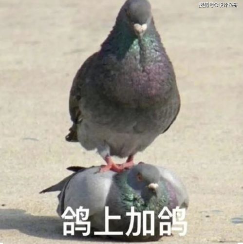 明年的决胜局在夏令营,九推就是海中游