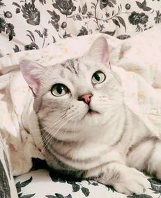 警惕那些头像是猫的人,已经加入一种邪教组织