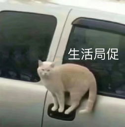 爆笑段子上厕所大便没带手纸怎么办在线等急